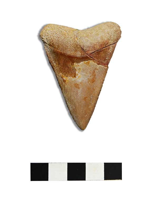 Diente de selaceo (tiburón) – Carcharodon sp – Plioceno