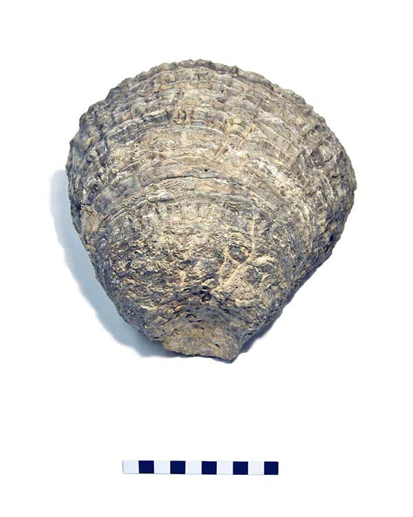 Molusco bivalvo arrecifal – Ostrea bellovacina – Plioceno