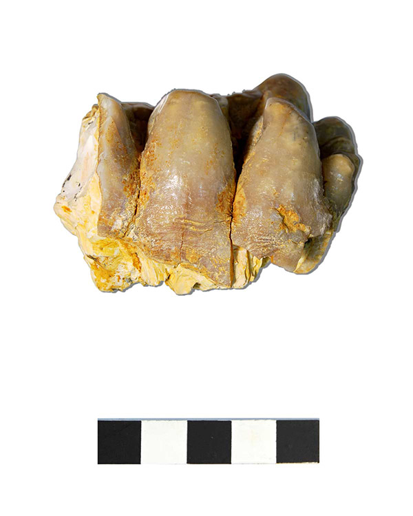 Molar de mastodonte – Anancus arvernensis – Plio Pleistoceno