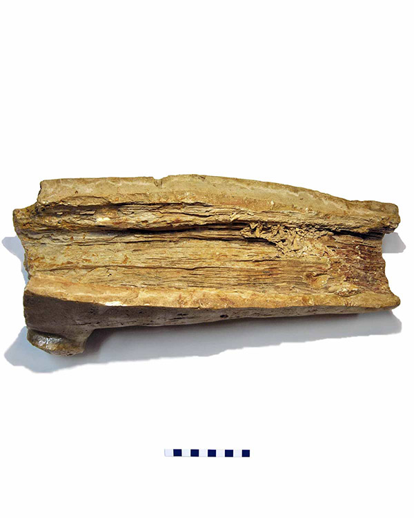 Molde externo de tronco de árbol – Plio Pleistoceno