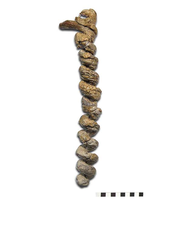 Icnofósil, galerías excavadas por artrópodos – Gyrolithes sp – Plioceno
